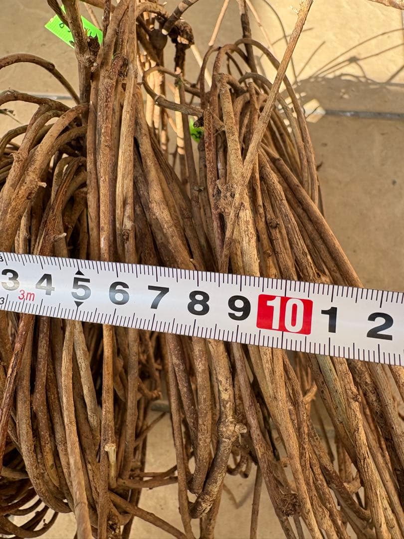 天然素材✴️採りたて あけび ランナー蔓(根蔓) 900g✴️70本+おまけ