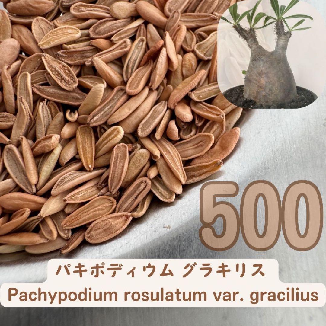種子 500粒 象牙宮 パキポディウム グラキリス THE塊根植物