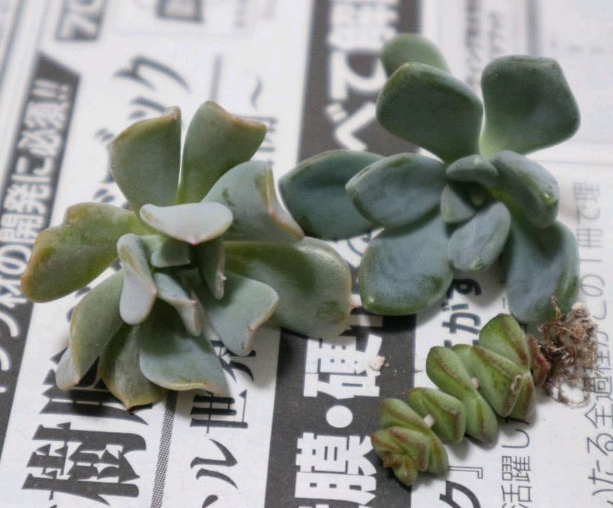 多肉植物寄せ植え だるま姫秀麗 冬美人 トプシータービー カット苗