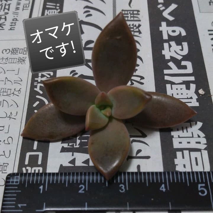 多肉植物寄せ植え だるま姫秀麗 冬美人 トプシータービー カット苗