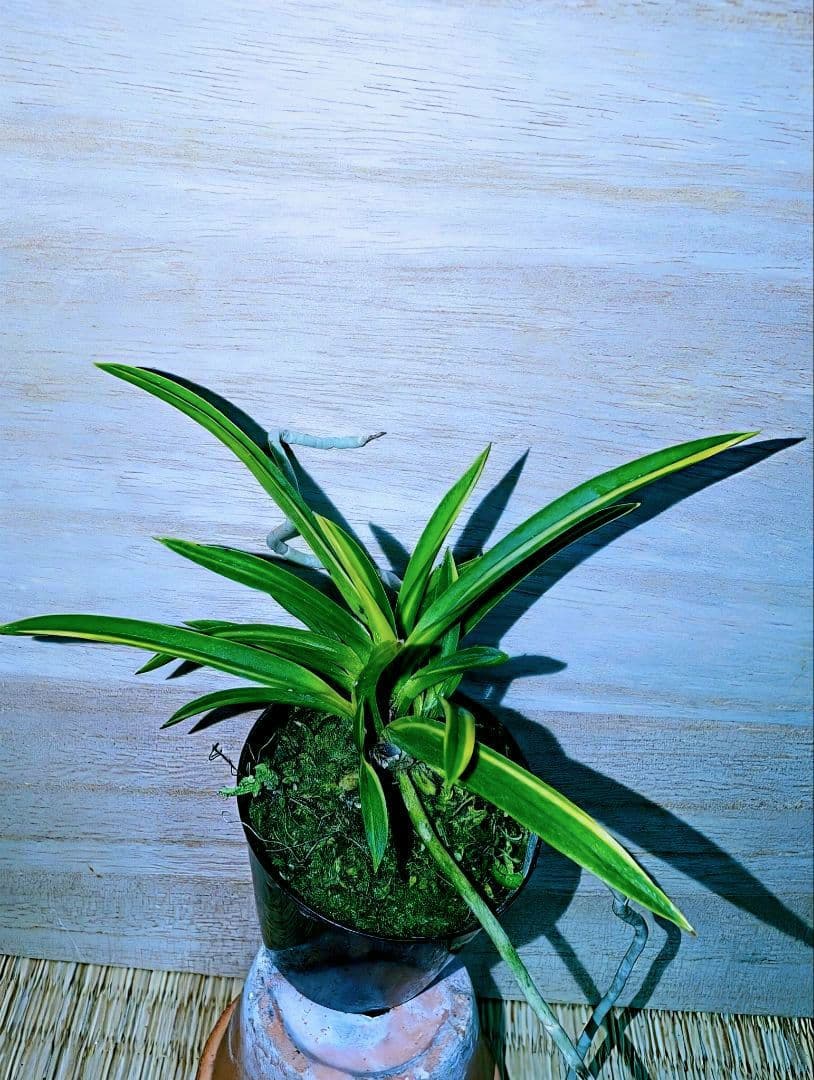 富貴蘭　建国錦