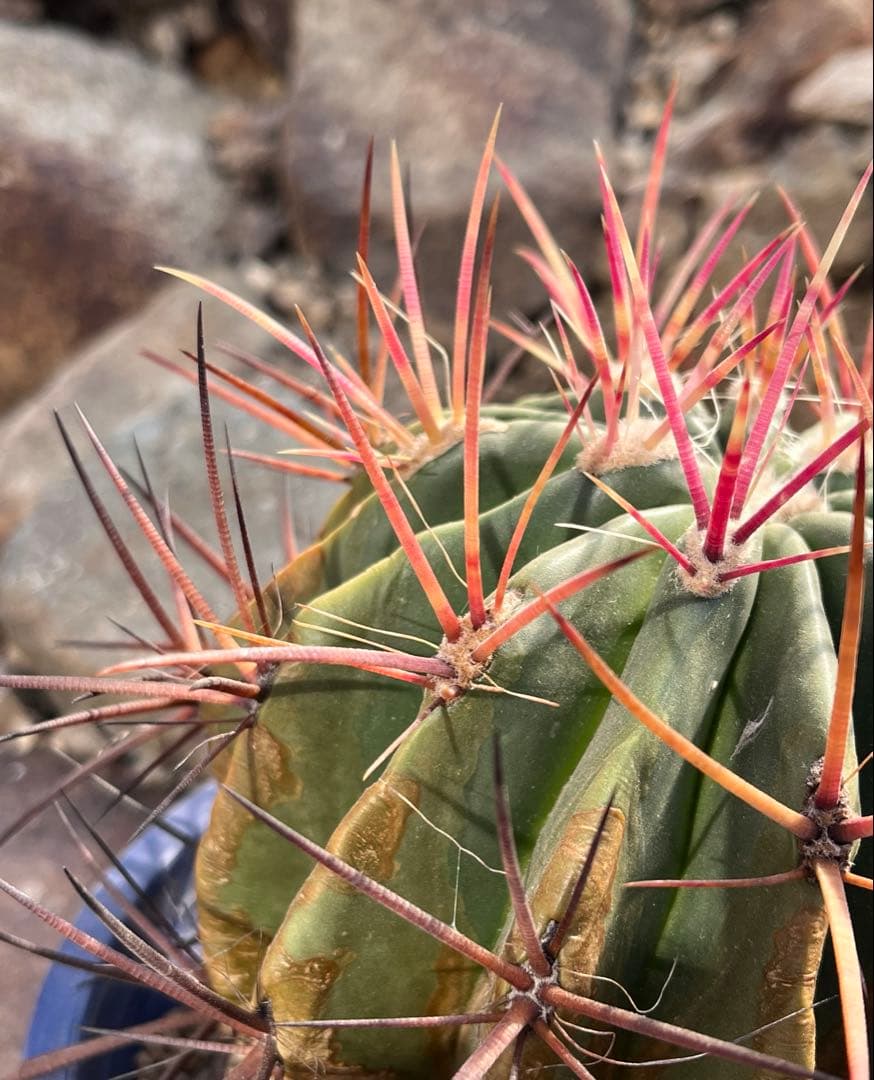 フェロカクタス 赤鳳 良型 サボテン・鉢植え発送