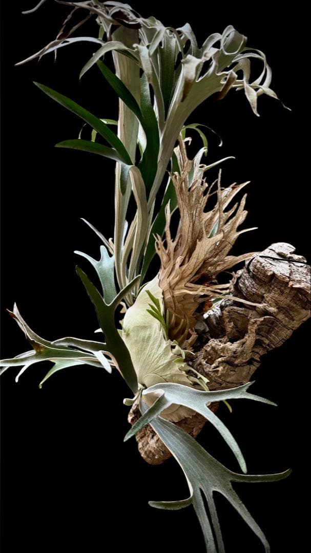 ビカクシダ　veitchii 2nd limited Edition 長期養生株