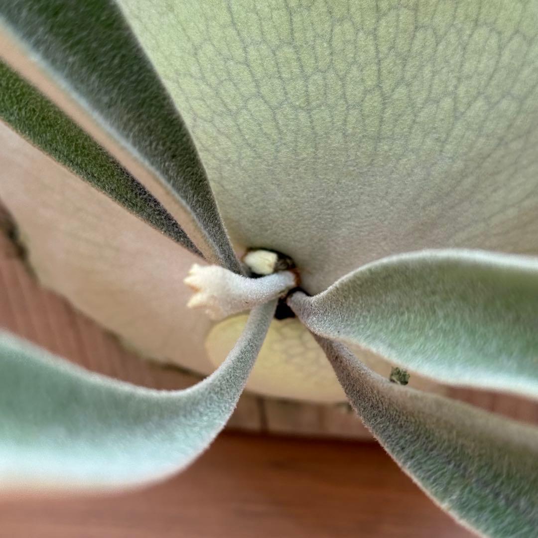 ビカクシダ　veitchii 2nd limited Edition 長期養生株