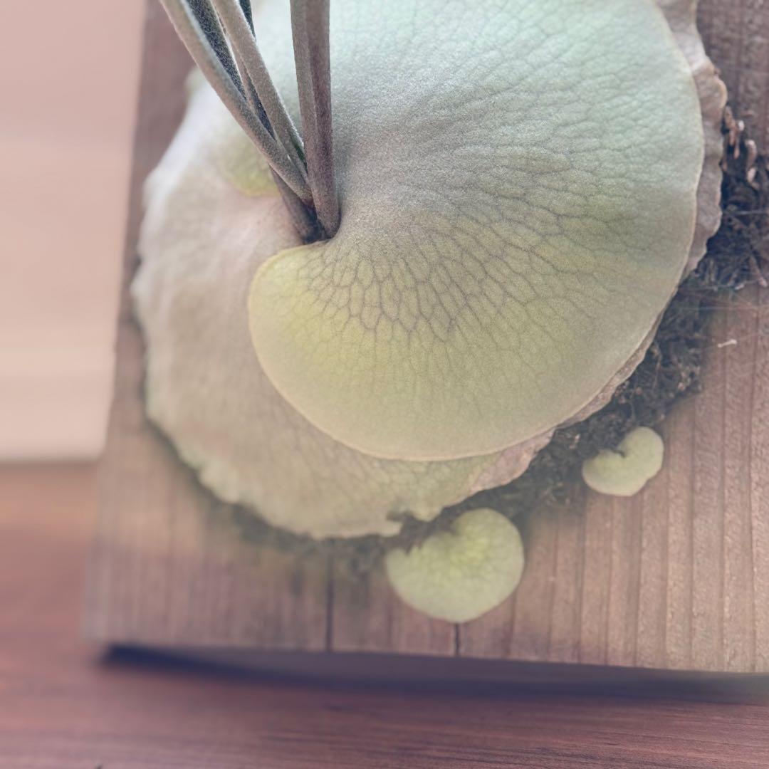 ビカクシダ　veitchii 2nd limited Edition 長期養生株