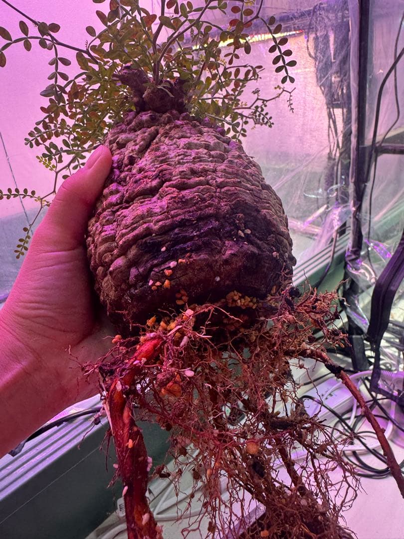 インボイス発行可 オペルクリカリア パキプス ボコ肌 発根済み 三州みやび鉢