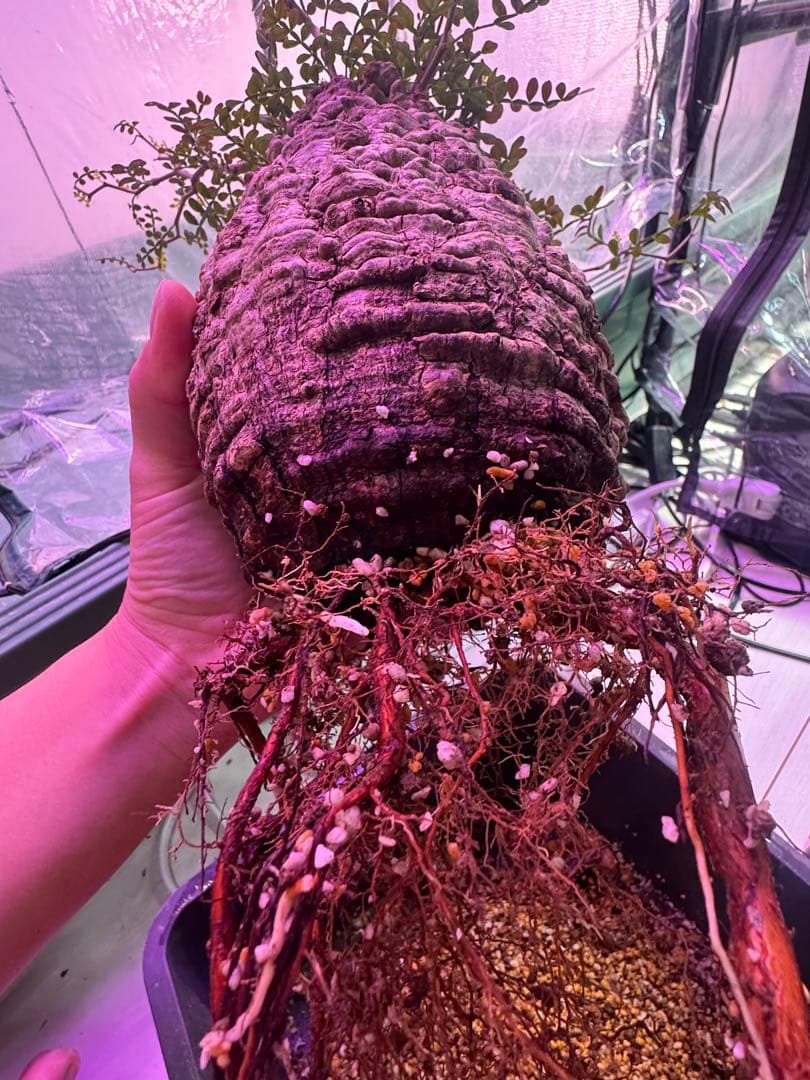 インボイス発行可 オペルクリカリア パキプス ボコ肌 発根済み 三州みやび鉢