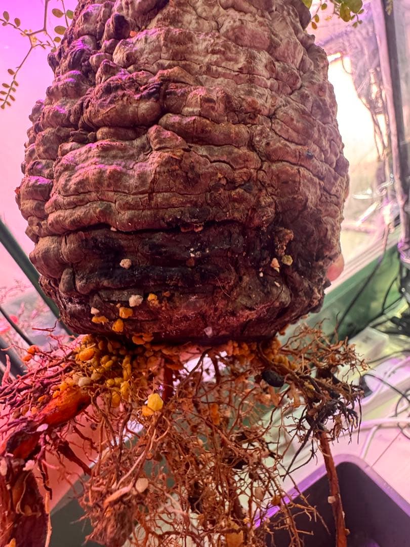 インボイス発行可 オペルクリカリア パキプス ボコ肌 発根済み 三州みやび鉢