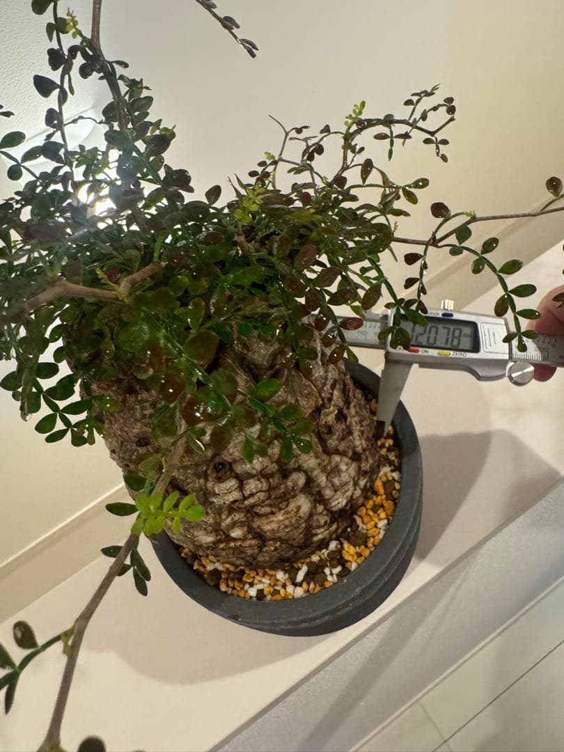 インボイス発行可 オペルクリカリア パキプス ボコ肌 発根済み 三州みやび鉢