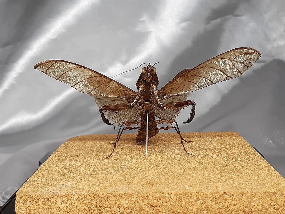マオウカレハカマキリ雄　立体標本　魔王枯葉