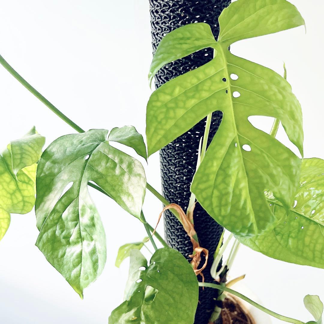 極希少 アミドリウム メディウム モンステラ 支柱 観葉植物