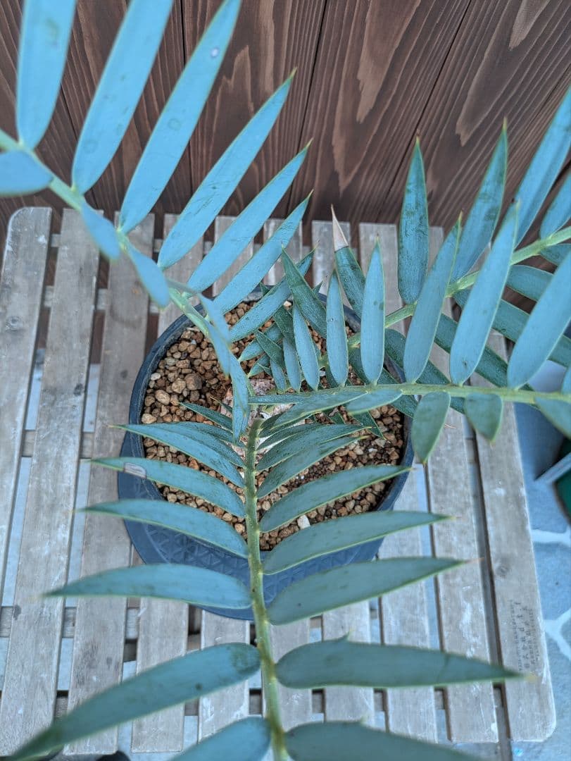 32 エンセファラルトス プリンセプス 最高！！