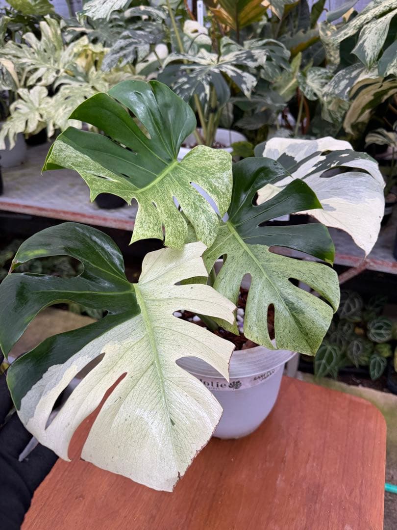 モンステラ　スフィンクス　ミント