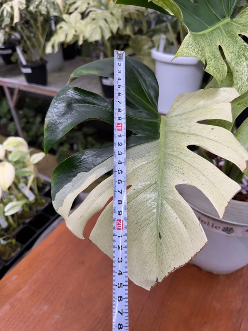 モンステラ　スフィンクス　ミント