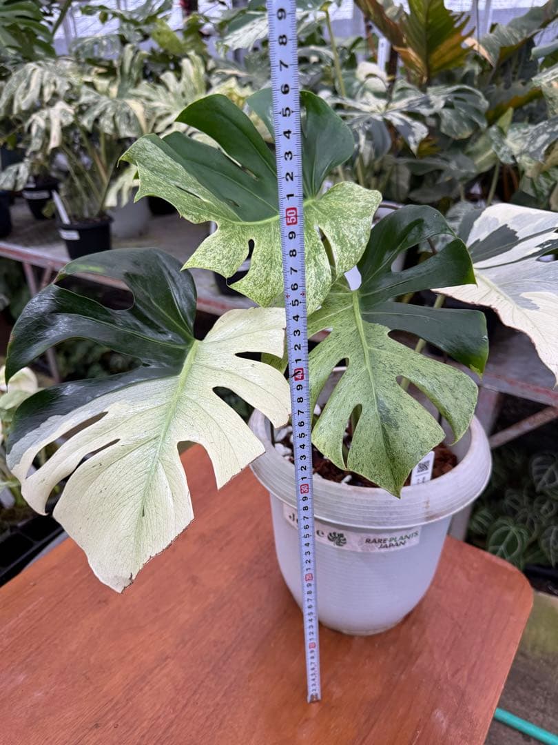 モンステラ　スフィンクス　ミント