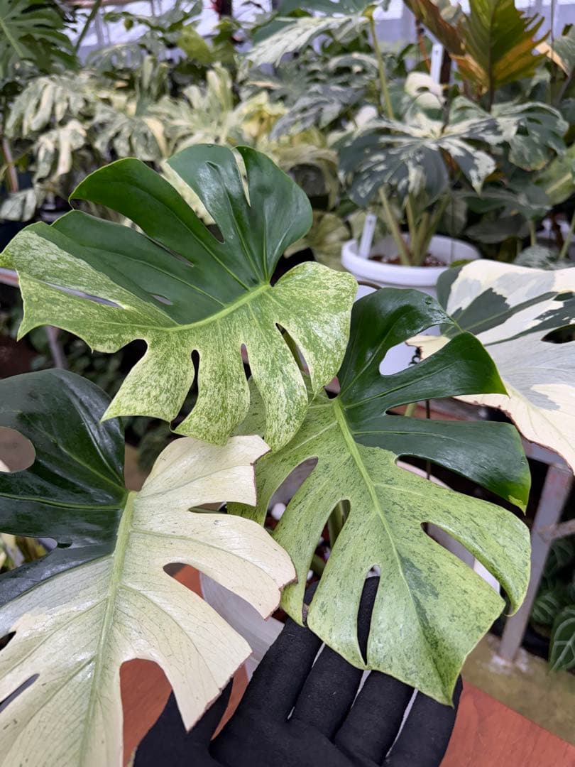モンステラ　スフィンクス　ミント