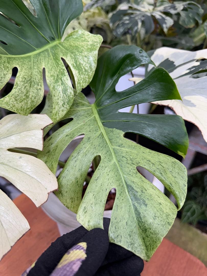 モンステラ　スフィンクス　ミント