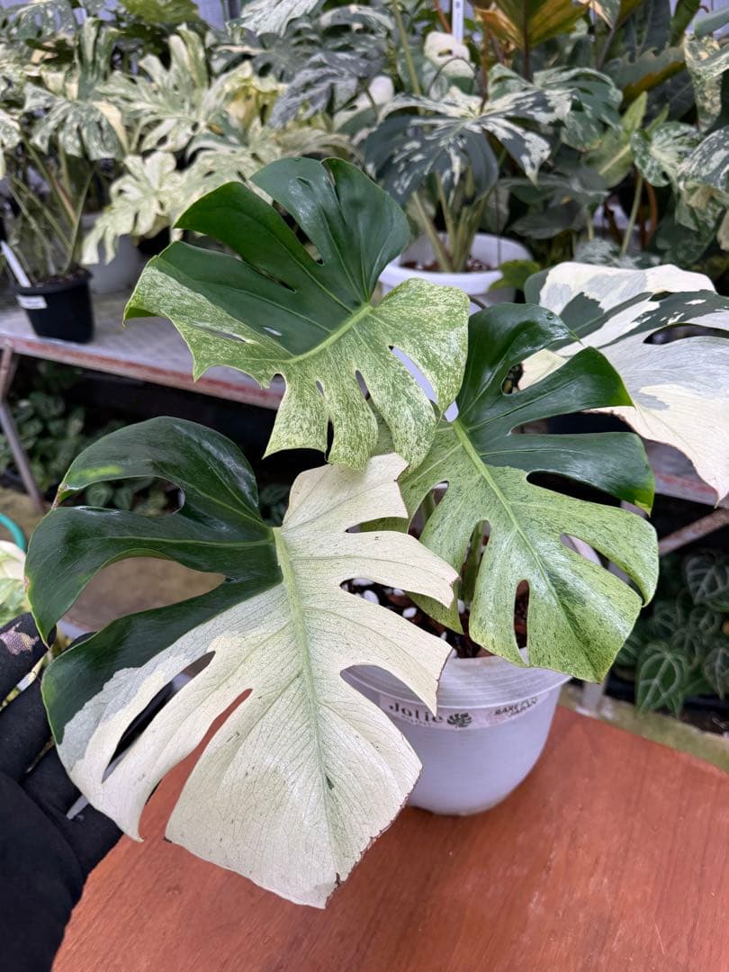 モンステラ　スフィンクス　ミント