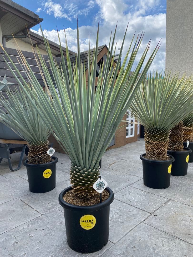 マルデヌベスverリギダ