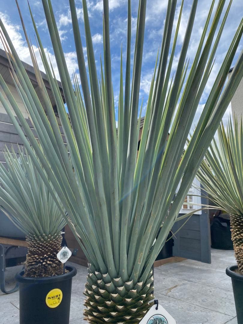 マルデヌベスverリギダ