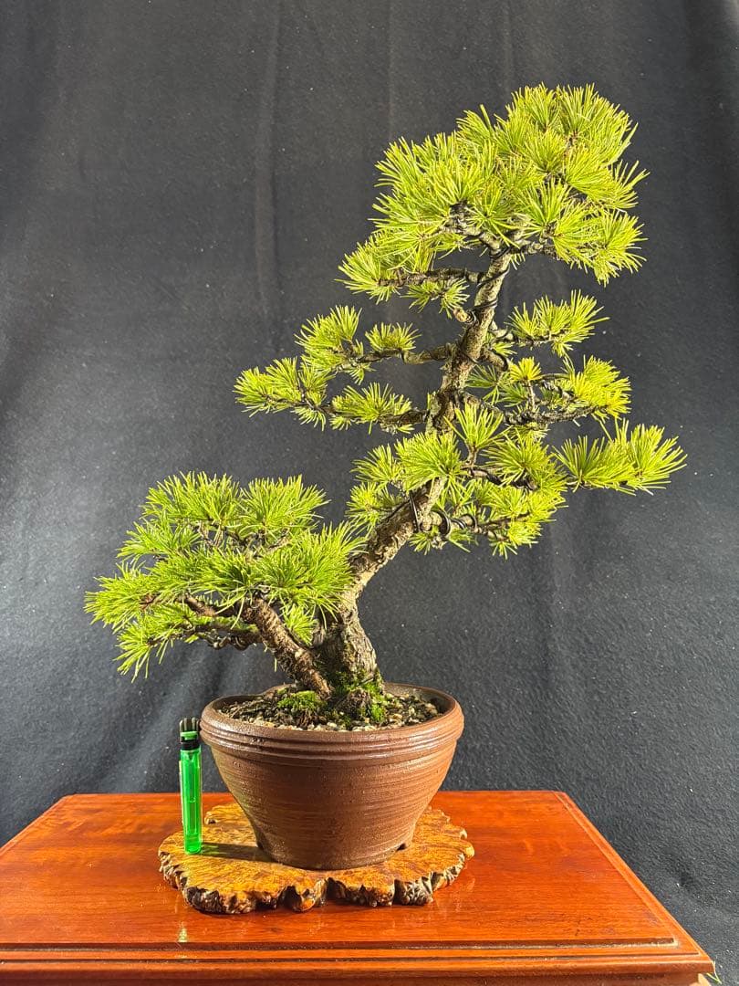 中品盆栽、赤石五葉松、双幹作り 目立った傷や汚れなし