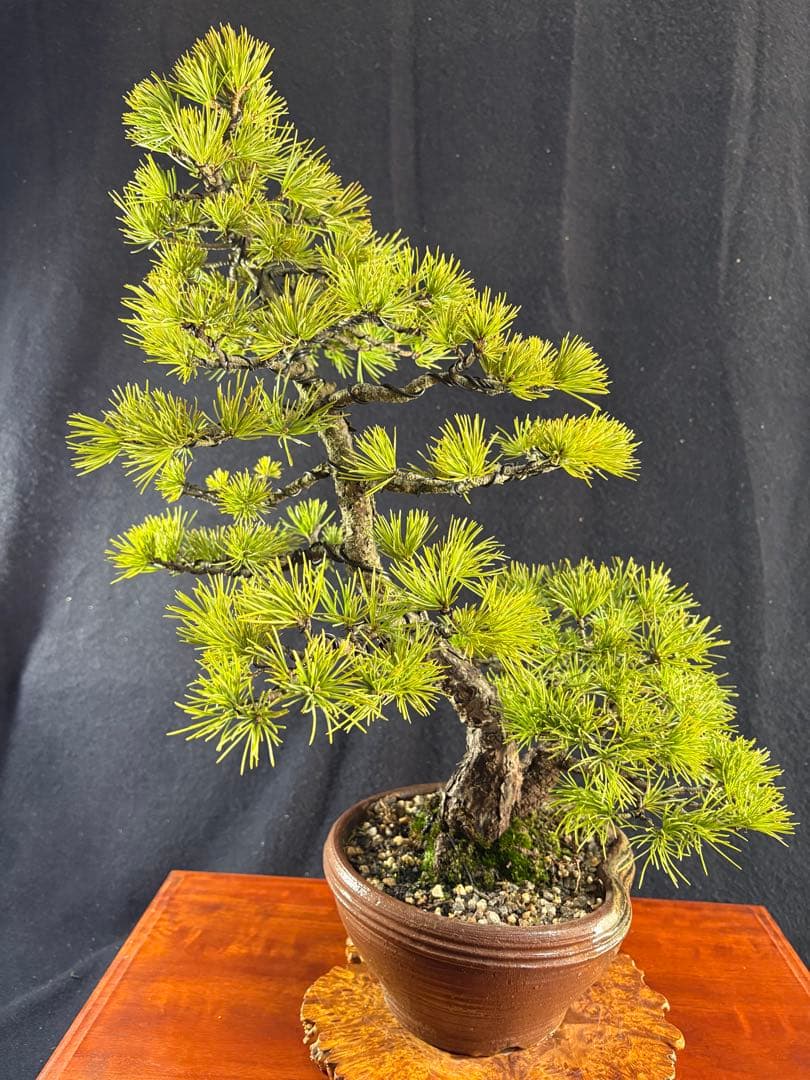 中品盆栽、赤石五葉松、双幹作り 目立った傷や汚れなし