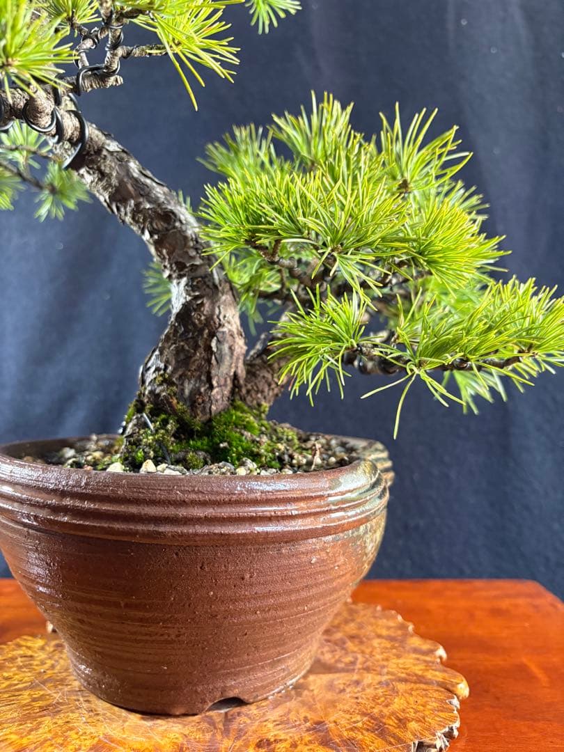 中品盆栽、赤石五葉松、双幹作り 目立った傷や汚れなし