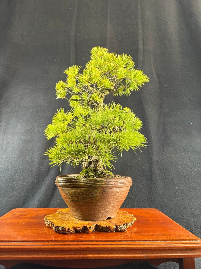 中品盆栽、赤石五葉松、双幹作り 目立った傷や汚れなし