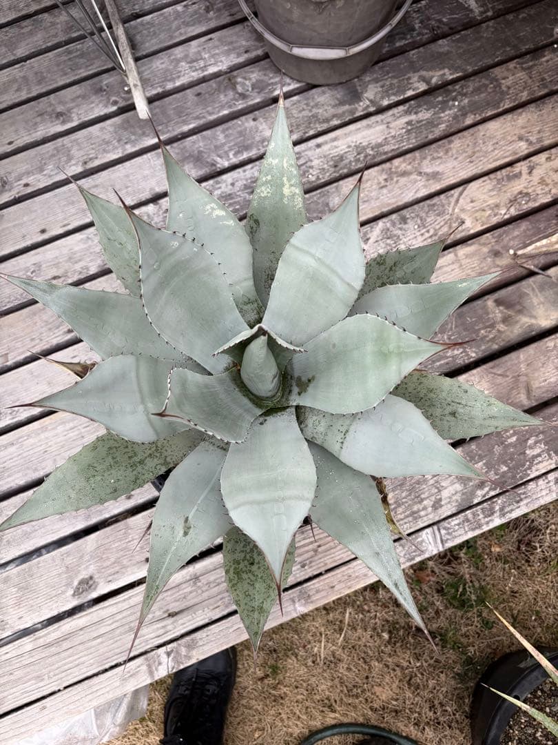 耐寒性アガベ パリー　ウェイクフィールド大株◇吉祥天ドライガーデン多肉サボテン