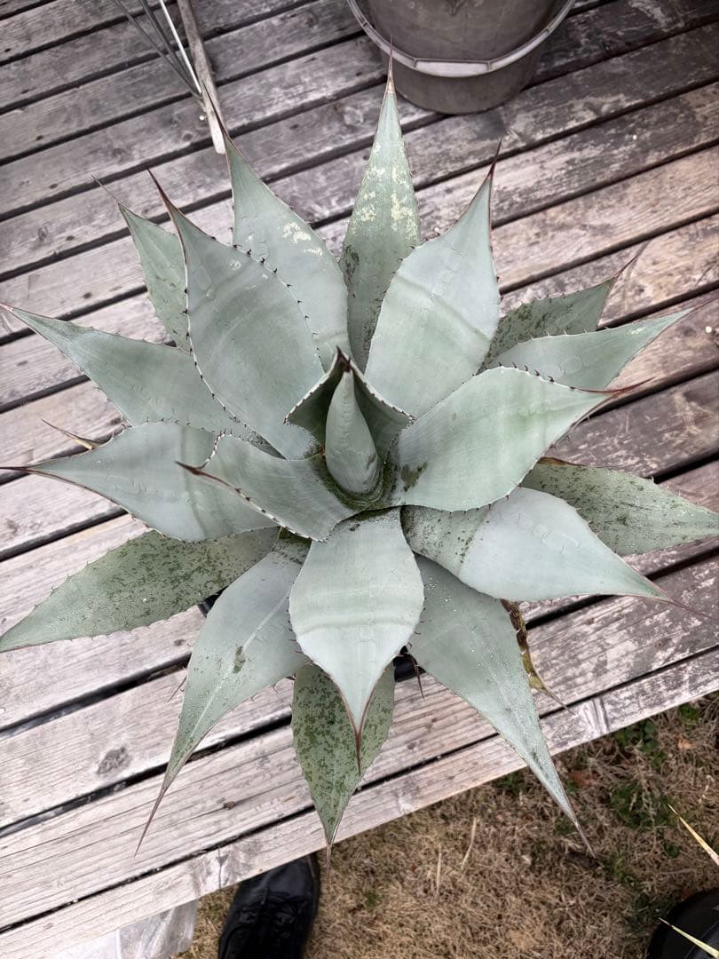 耐寒性アガベ パリー　ウェイクフィールド大株◇吉祥天ドライガーデン多肉サボテン