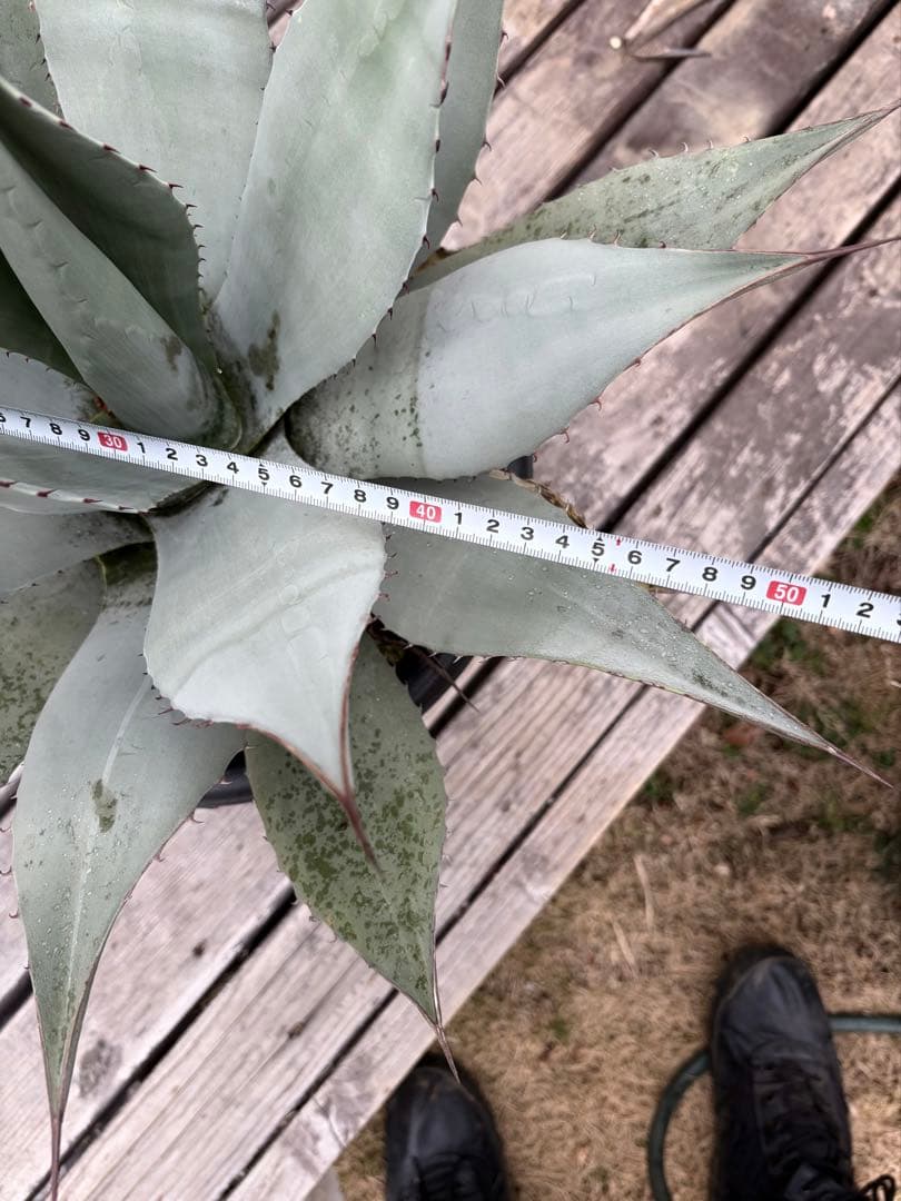 耐寒性アガベ パリー　ウェイクフィールド大株◇吉祥天ドライガーデン多肉サボテン