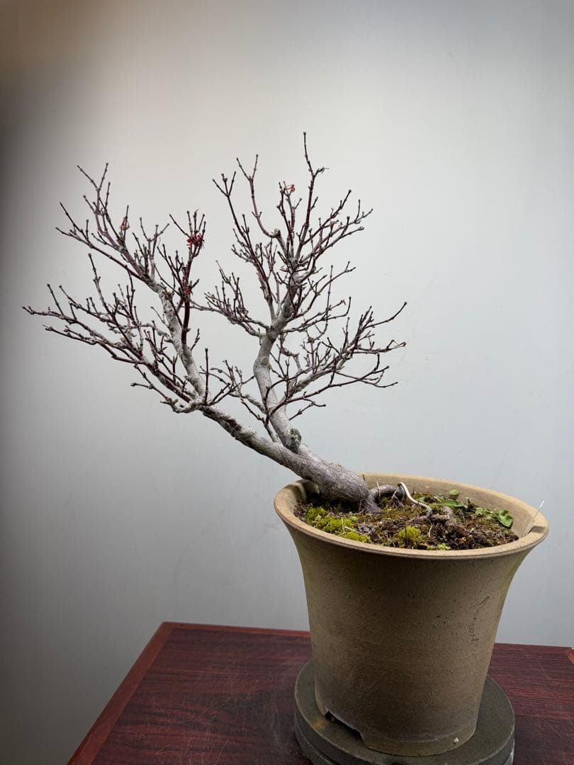 【ガチ盆栽】もみじ　紅葉　小葉性 一年中紅葉　希少品