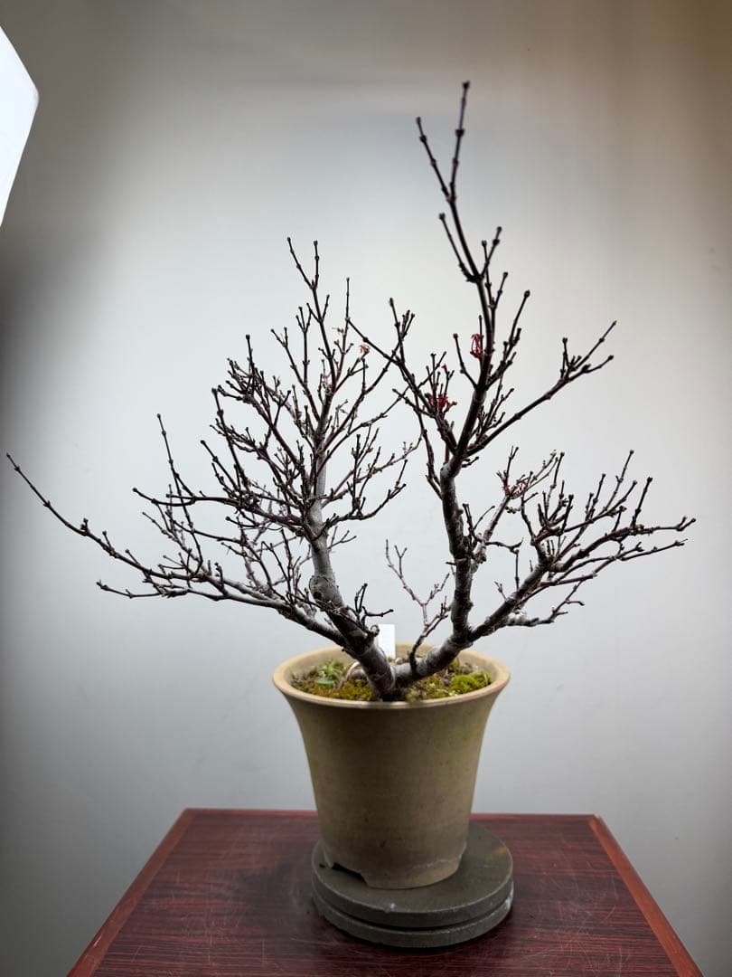 【ガチ盆栽】もみじ　紅葉　小葉性 一年中紅葉　希少品