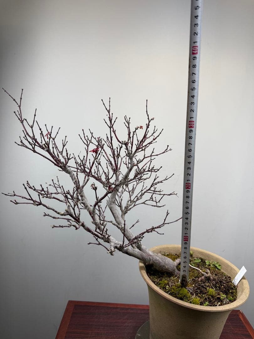 【ガチ盆栽】もみじ　紅葉　小葉性 一年中紅葉　希少品