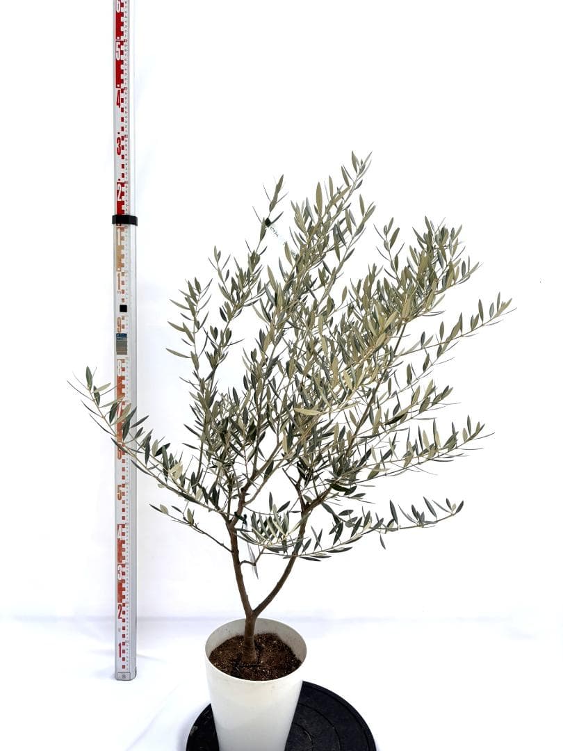 オリーブの木　ピクアル　7号　約120cm　NO.717　人気品種　現品掲載