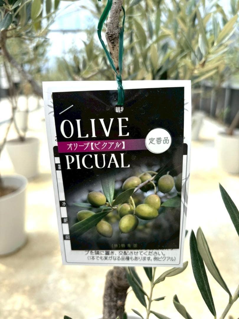 オリーブの木　ピクアル　7号　約120cm　NO.717　人気品種　現品掲載