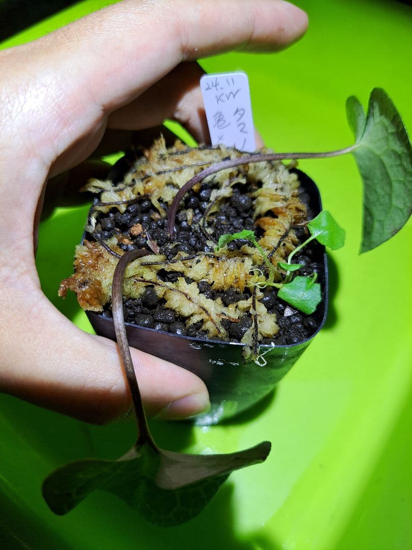 山野草　タマノカンアオイ　亀甲　実生用に