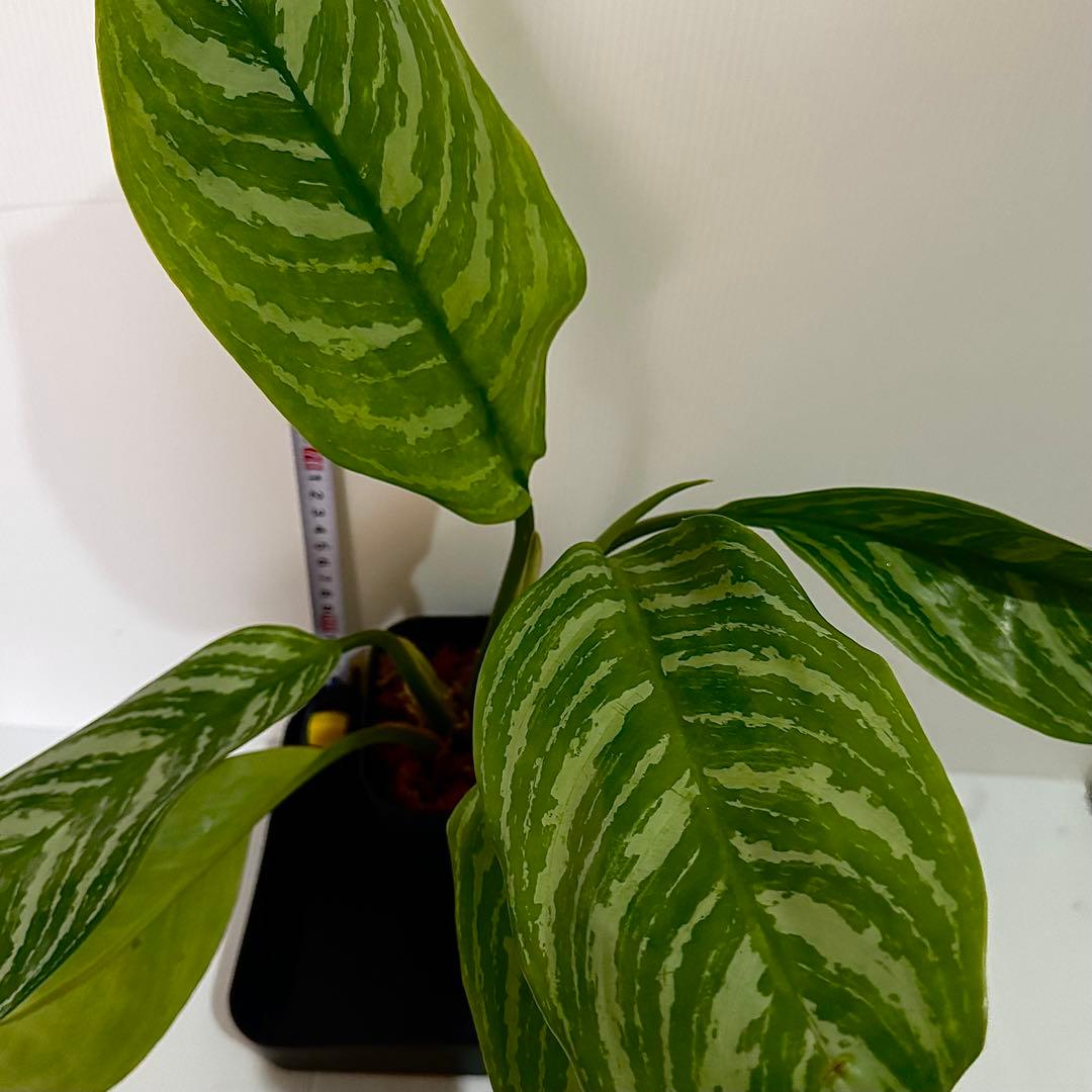 アグラオネマ ニティドゥム カーティシー 観葉植物 LEON レオン 16