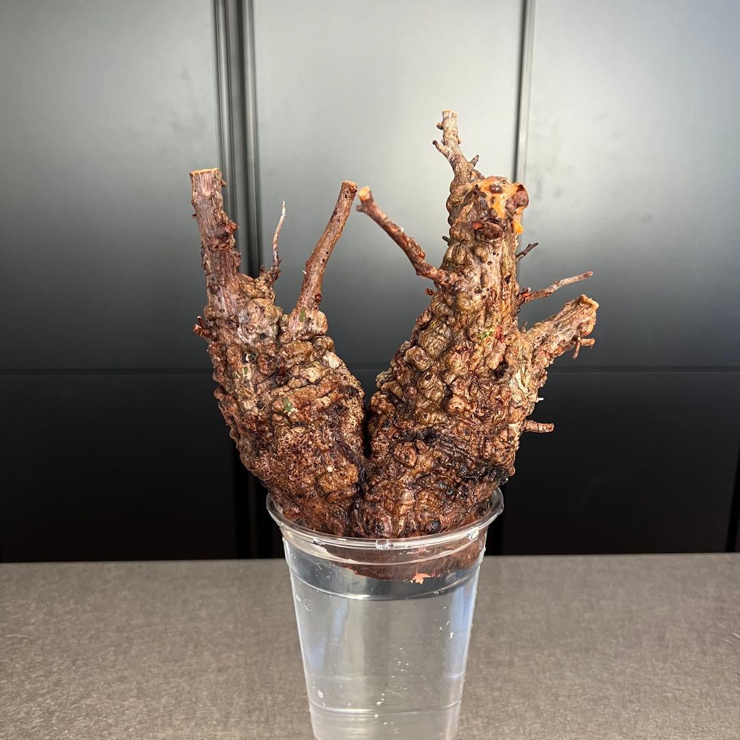 オペルクリカリア パキプス　発根管理中