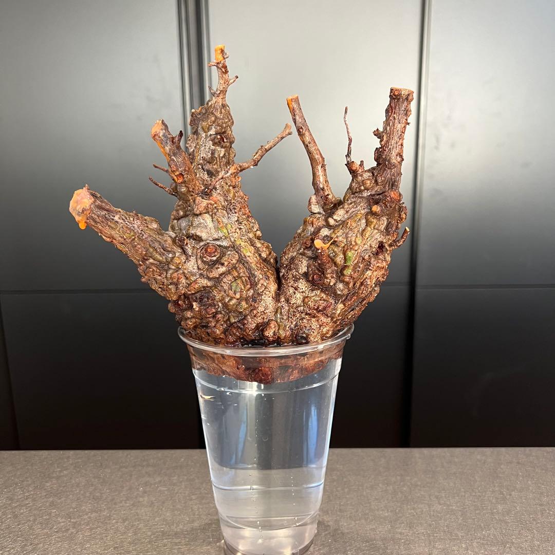 オペルクリカリア パキプス　発根管理中