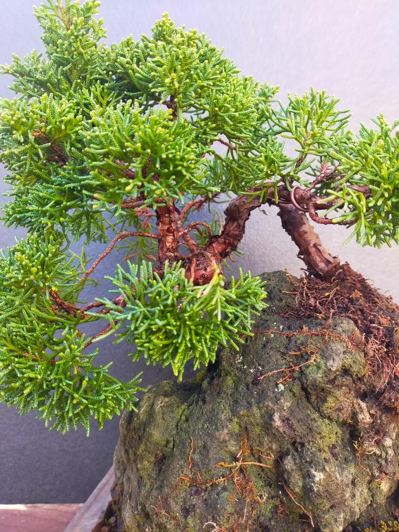 真柏　石付き盆栽