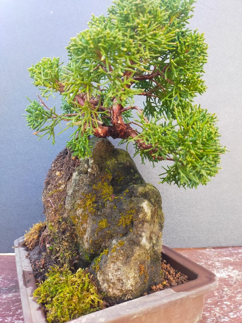 真柏　石付き盆栽