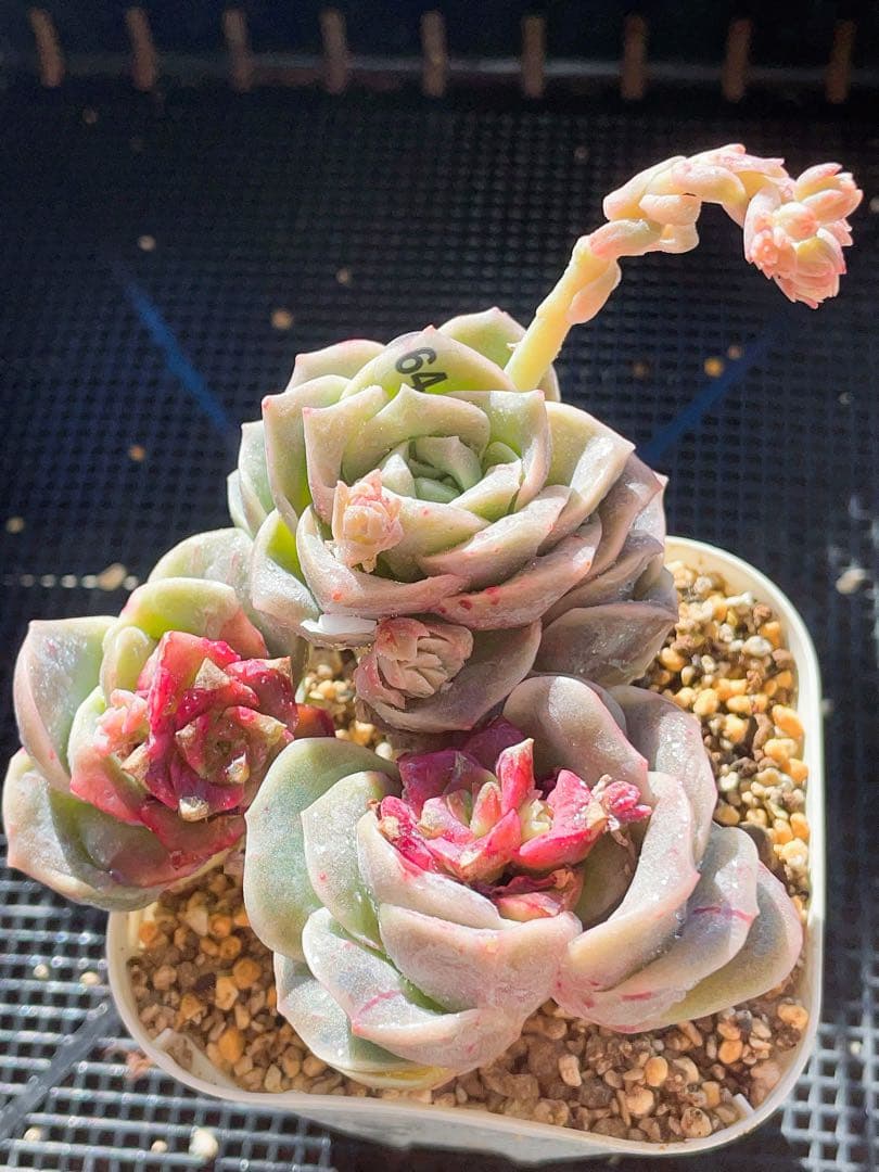 ラブリーローズ錦　赤斑　　エケベリア 超美斑　多肉植物　四頭　64