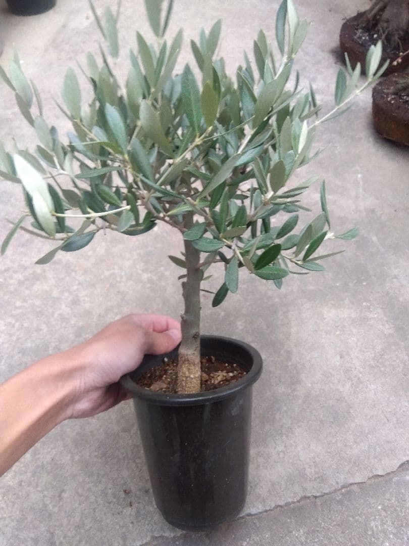 オリーブ　創樹　souju ピクアル　4号鉢つき 幹太❗　⑥