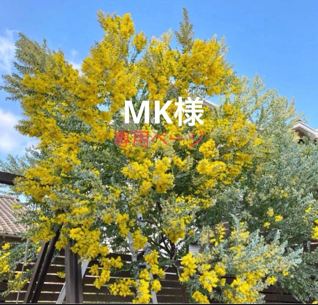 MKページ　パールアカシア