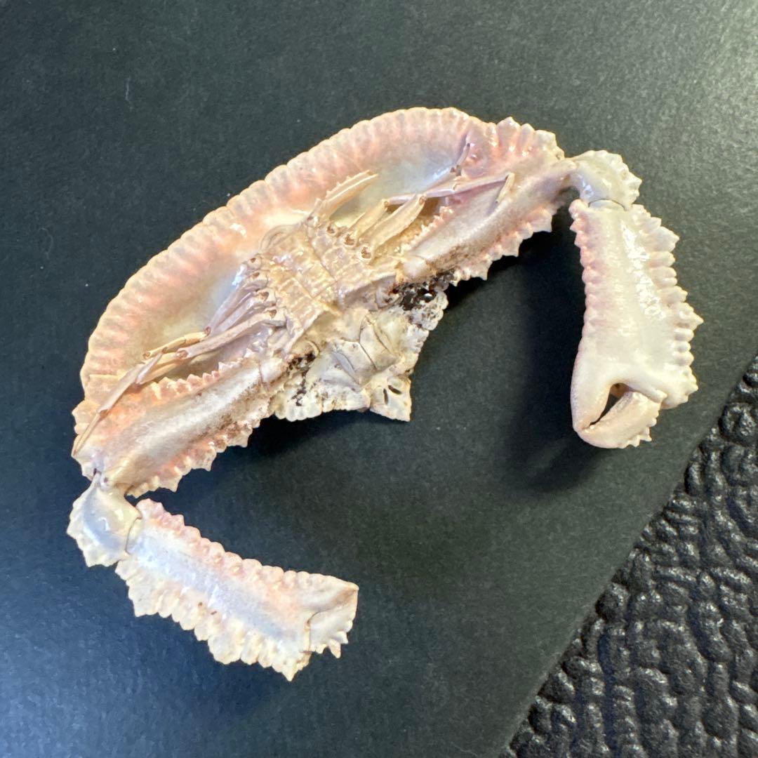 希少生物！？　蟹　カニ　剥製　標本　カワリヒシガニ　ヒシガニ系　甲殻類　自然