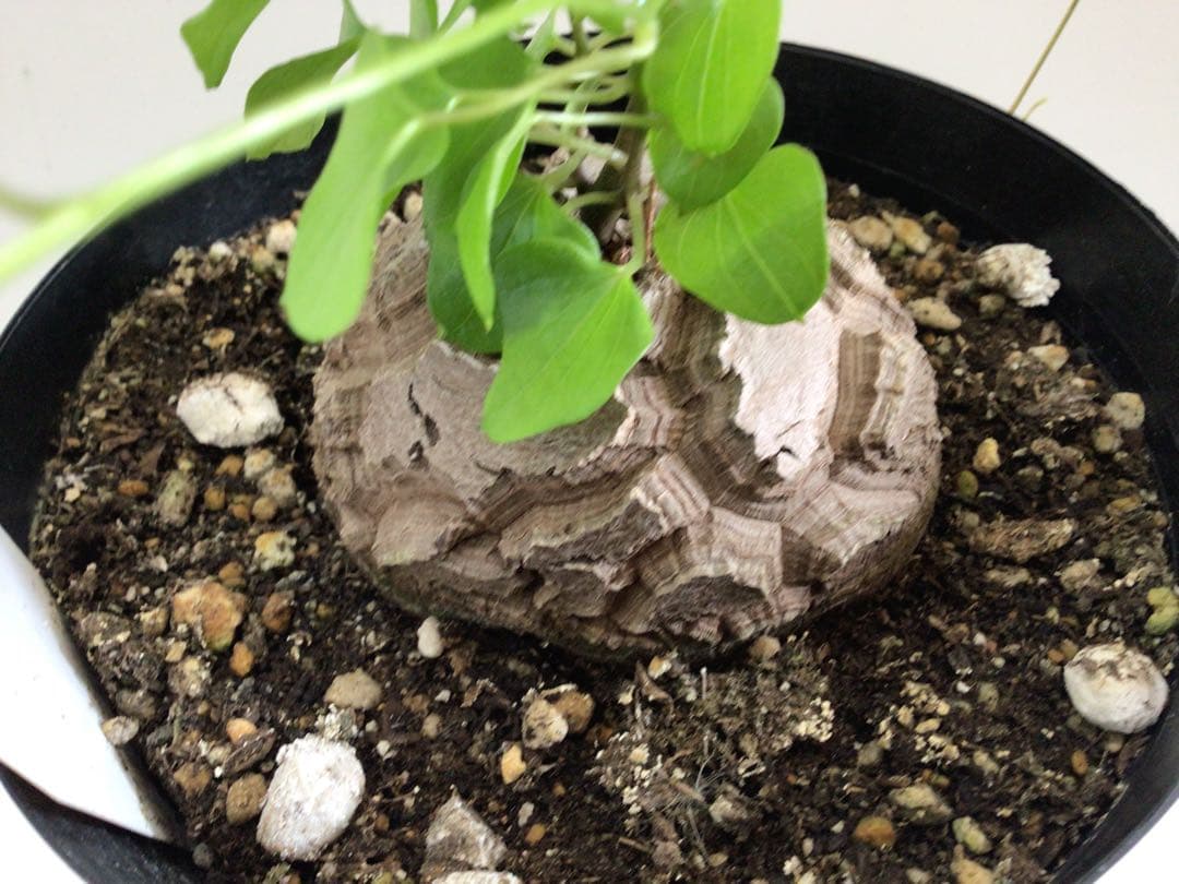 ② 特選品‼︎ しっかりとした塊根直径約8センチ亀甲竜