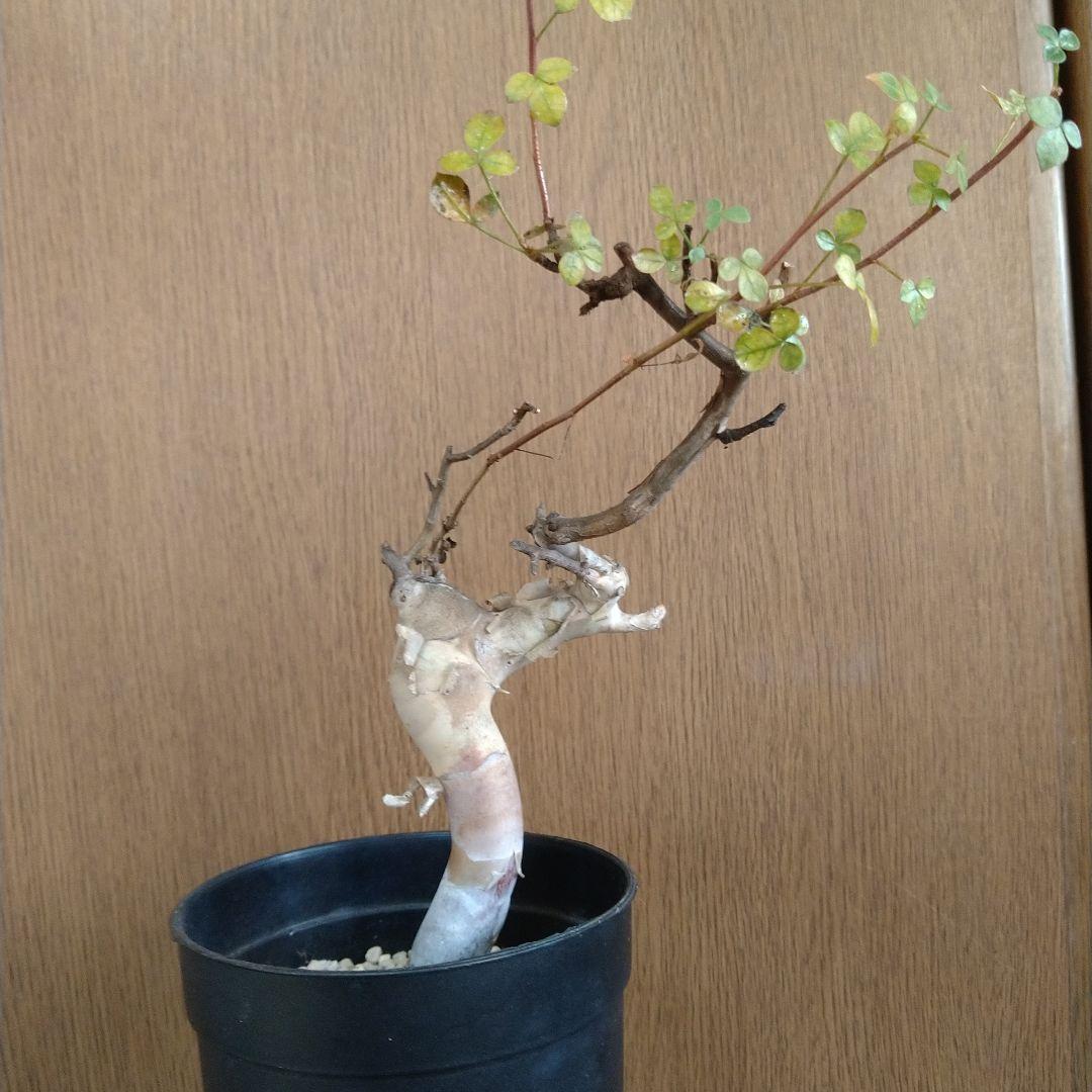 【本日まで】入手困難 希少 現地球 コミフォラ カタフ