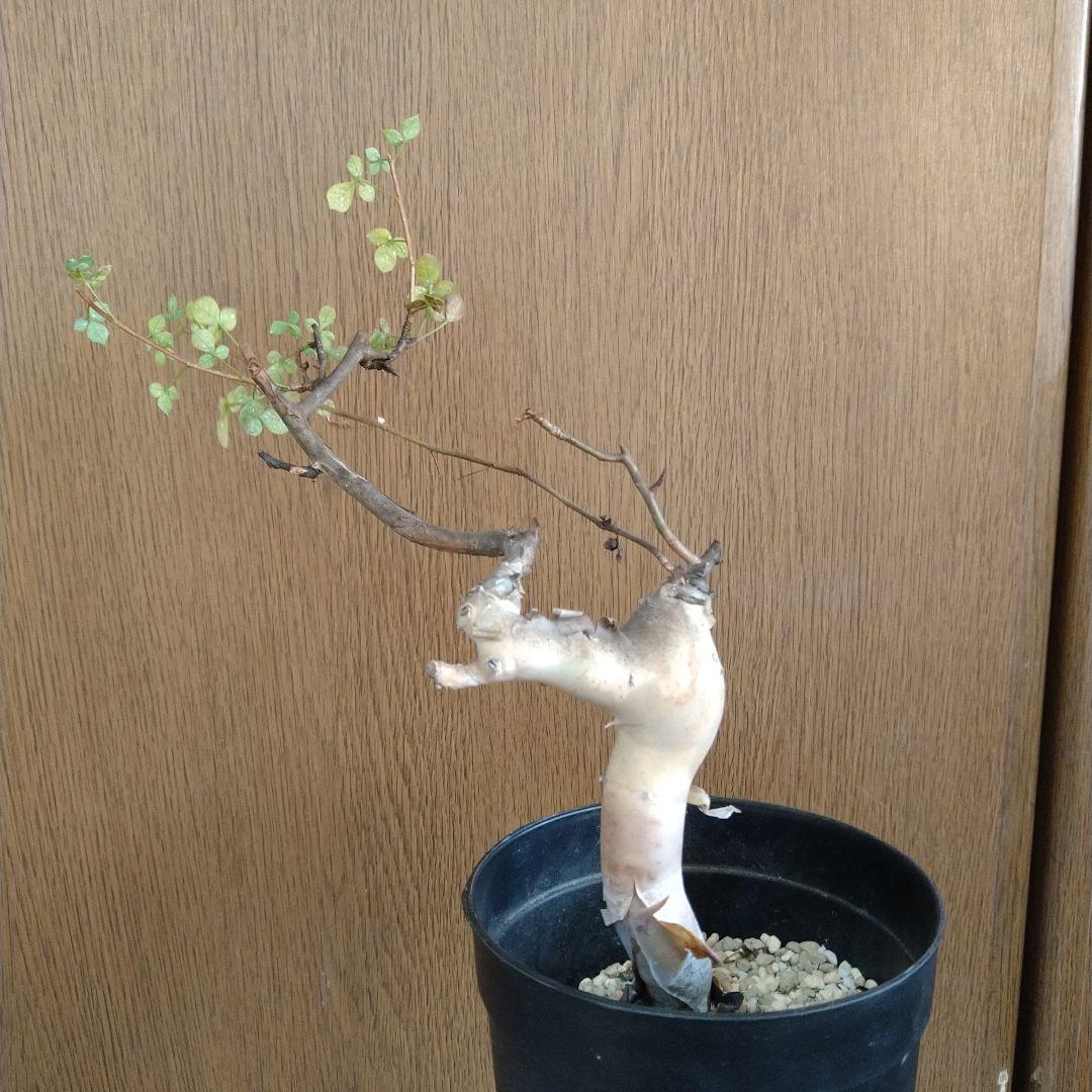 【本日まで】入手困難 希少 現地球 コミフォラ カタフ