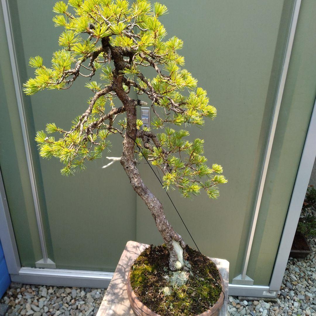 吾妻五葉松。文人造り。